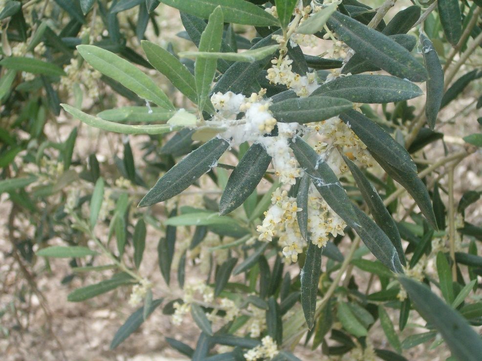 Zeytin Pamuklu Biti (Euphyllura olivina)