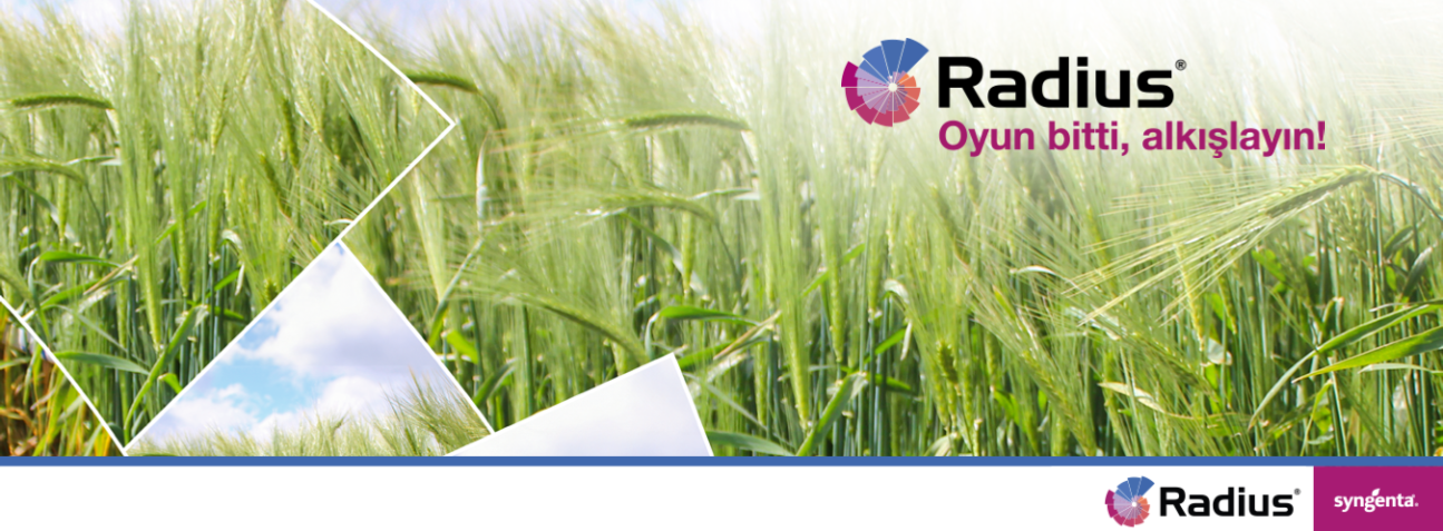 Radius Ana Banner