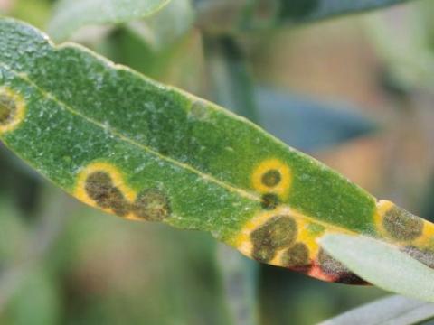 Cycloconium oleaginum