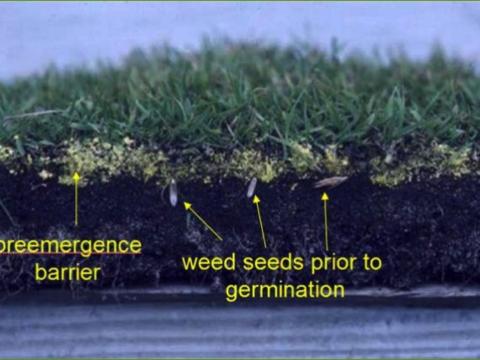 preemergence barrier