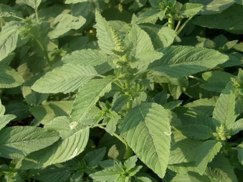 Amaranthus retroflexus