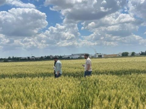 field