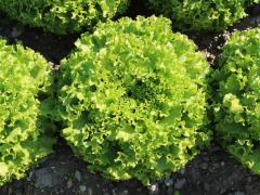 Ice Speranza - Variety Marul | Syngenta Turkey