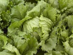 Ice Speranza - Variety Marul | Syngenta Turkey