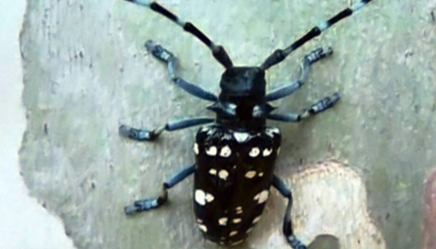  Turunçgil uzun antenli böceği (Anoplophora chinensis