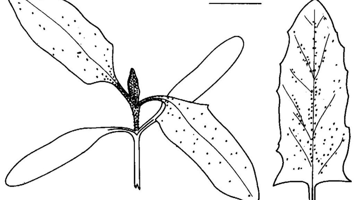 Mızrak Yapraklı Karapazı, Tek yıllık dikotiledonlu (geniş yapraklı)