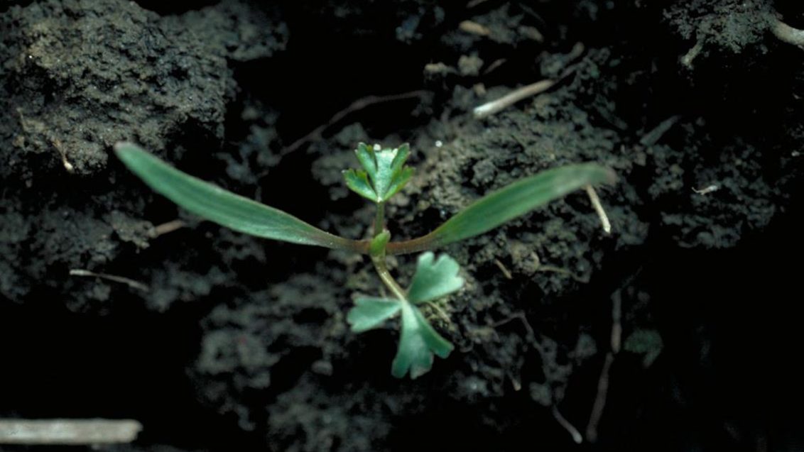Kokarot, Tek yıllık dikotiledonlu (geniş yapraklı)