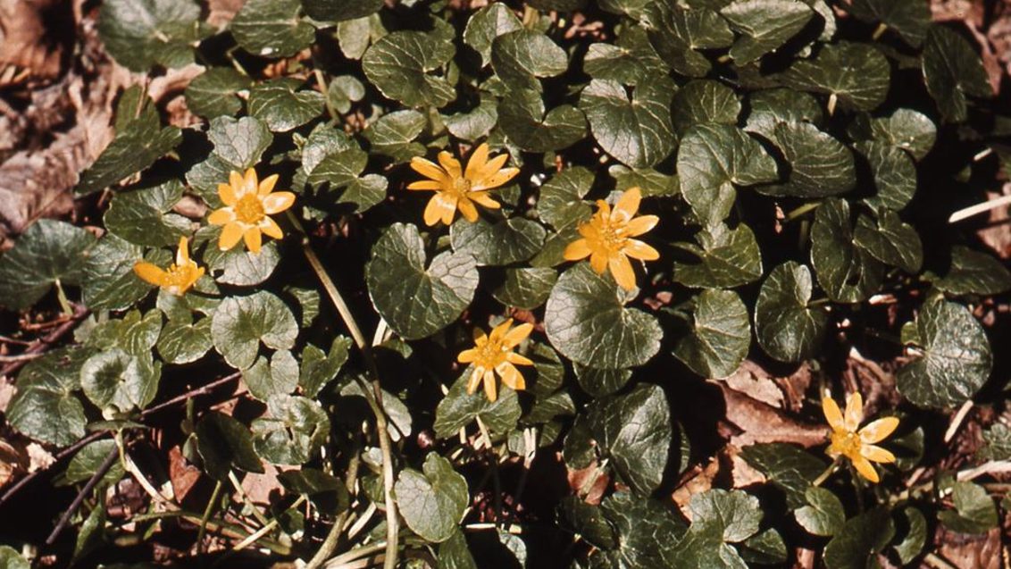 Basur Çiçeği, Çok yıllık dikotiledonlu (geniş yapraklı)