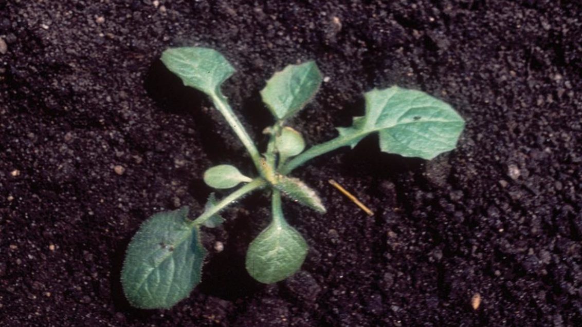 Tavşan Salatası, Tek yıllık dikotiledonlu (geniş yapraklı)