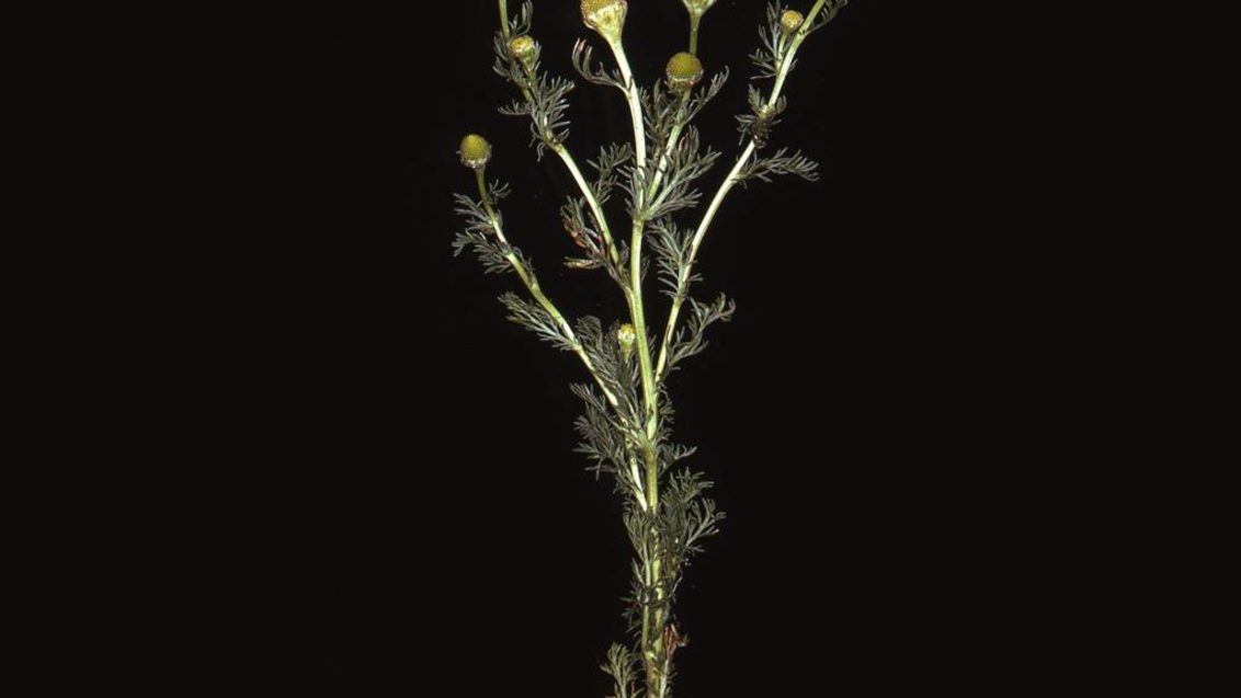 Kelkız Çiçeği, Tek yıllık dikotiledonlu (geniş yapraklı)