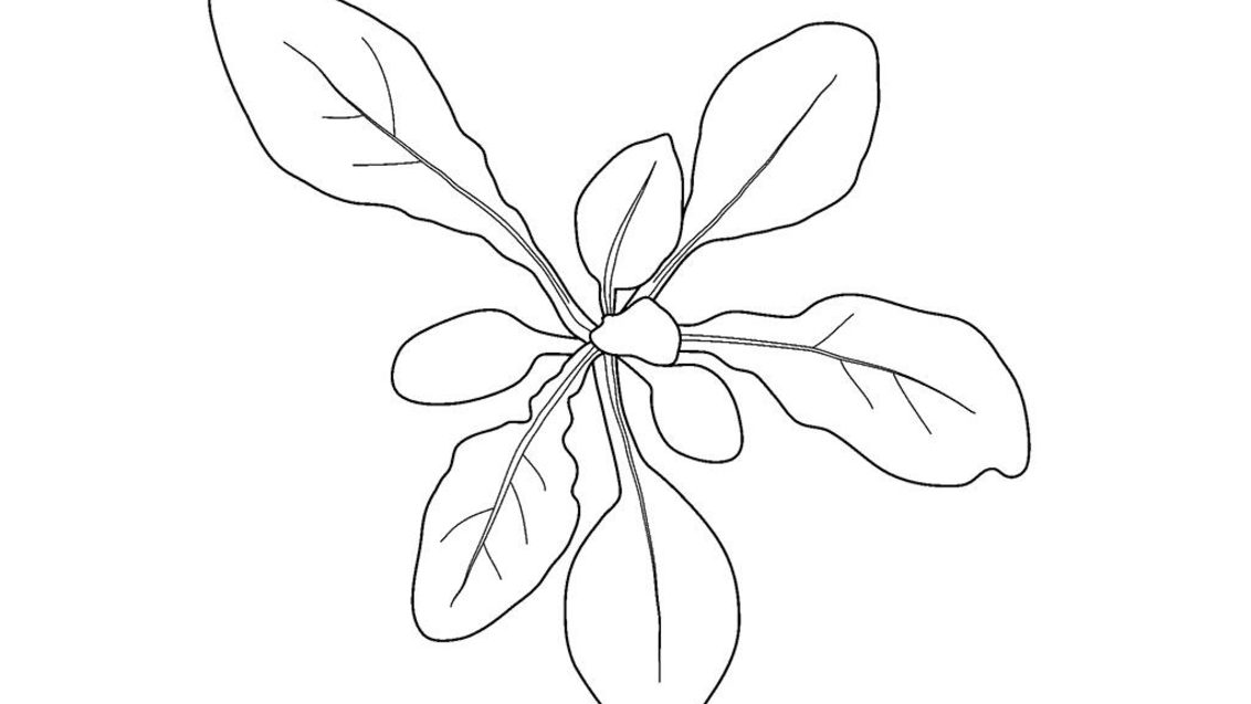 Muhabbet Çiçeği, Tek yıllık dikotiledonlu (geniş yapraklı)