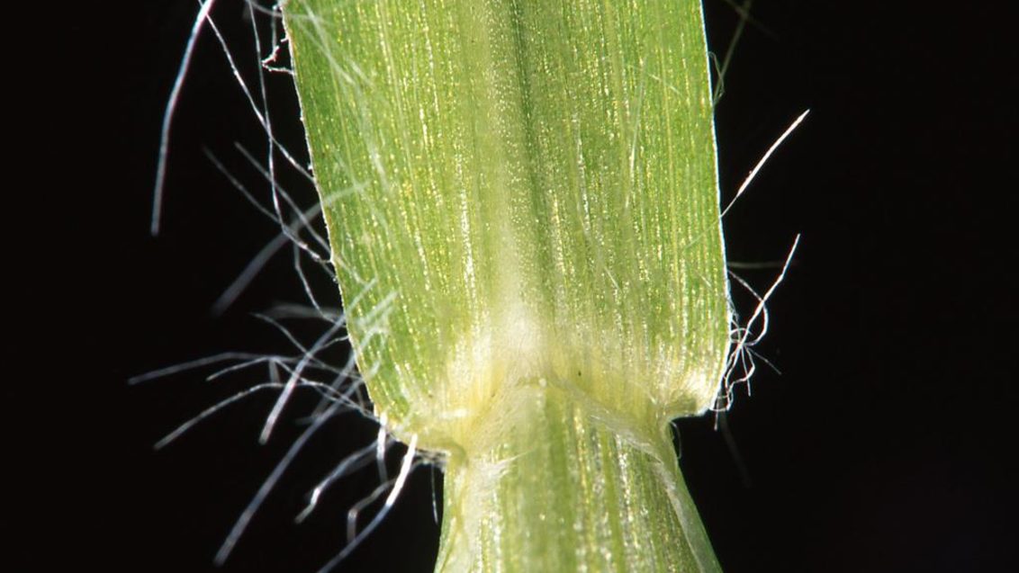 Yeşil Kirpi Darı, Tek ve çok yıllık monokotiledonlu (dar yapraklı)