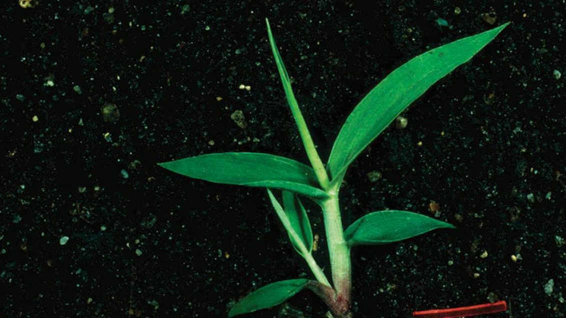 Yeşil Kirpi Darı, Tek ve çok yıllık monokotiledonlu (dar yapraklı)