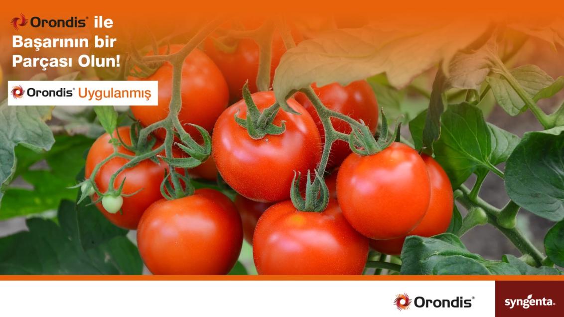 Domates Orondis