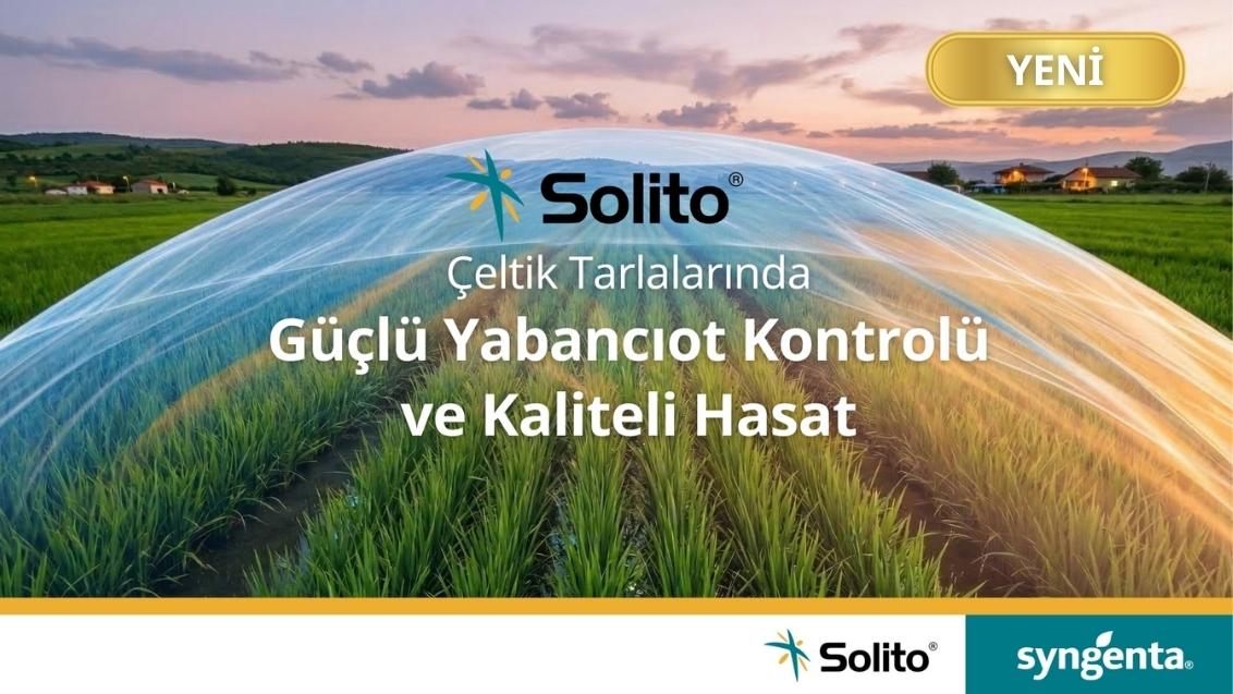 Solito Hero Banner