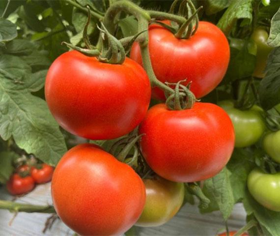 Tomato