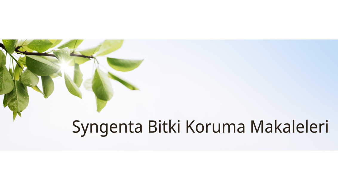 Syngenta bitki koruma makaleleri