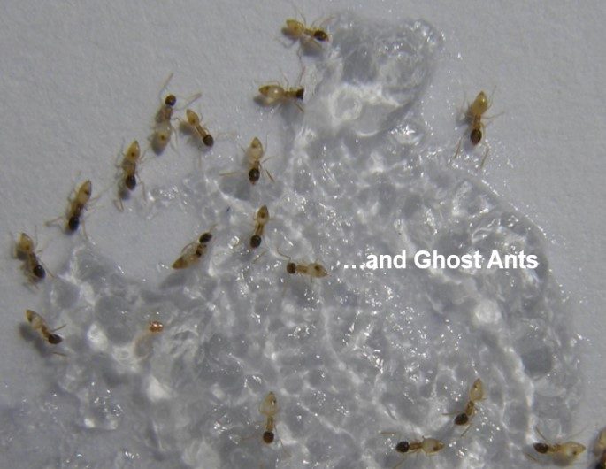 the ghost ants