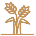 Çeltik