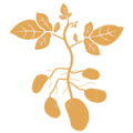 Patates