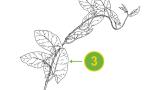 Tarla Sarmaşığı, Çok yıllık dikotiledonlu (geniş yapraklı)
