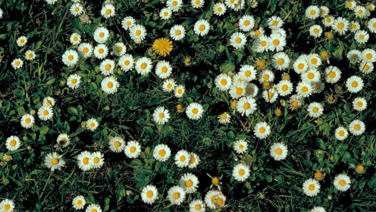 Paskalya Çiçeği, Çok yıllık dikotiledonlu (geniş yapraklı)
