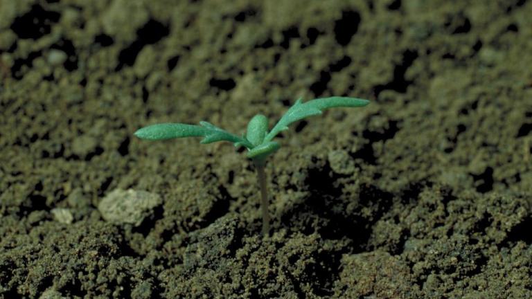 Yabani Krizantem, Tek yıllık dikotiledonlu (geniş yapraklı)