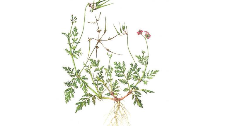 Dönbaba, Tek yıllık dikotiledonlu (geniş yapraklı)