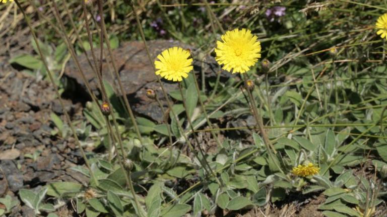 Tornak Otu, Çok yıllık dikotiledonlu (geniş yapraklı)