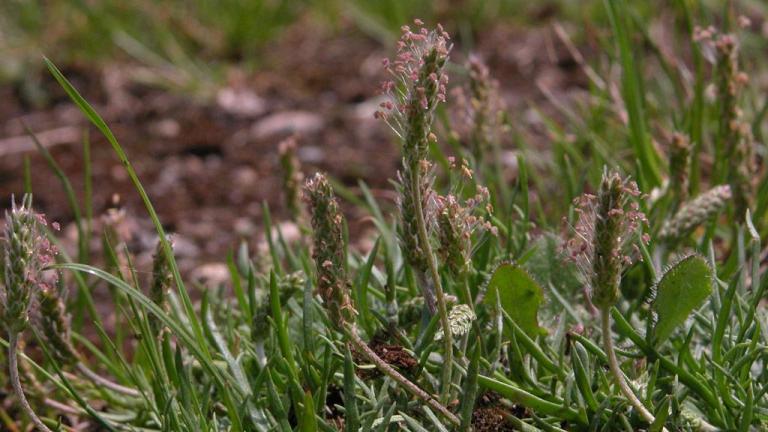 Parça Yapraklı Sinir Otu, Çok yıllık dikotiledonlu (geniş yapraklı)