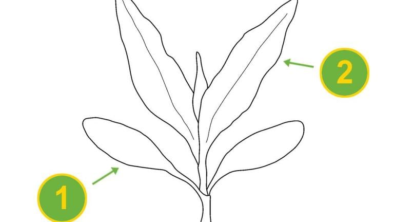 Su Biberi, Tek yıllık dikotiledonlu (geniş yapraklı)