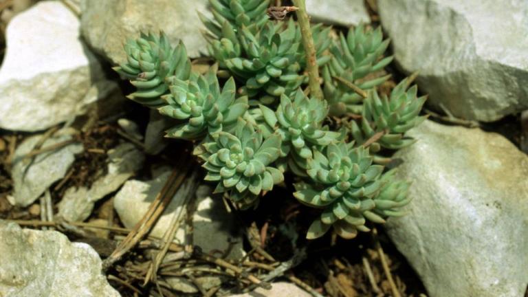 Yalı Koruğu, Çok yıllık dikotiledonlu (geniş yapraklı)