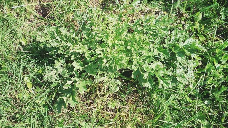 Bostan Kanarya Otu, Çok yıllık dikotiledonlu (geniş yapraklı)
