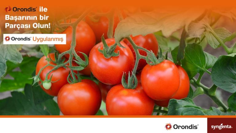 Domates Orondis