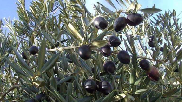 zeytin