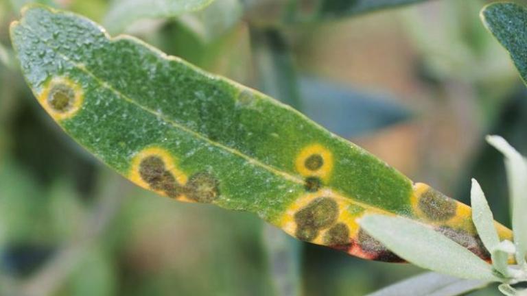 Cycloconium oleaginum