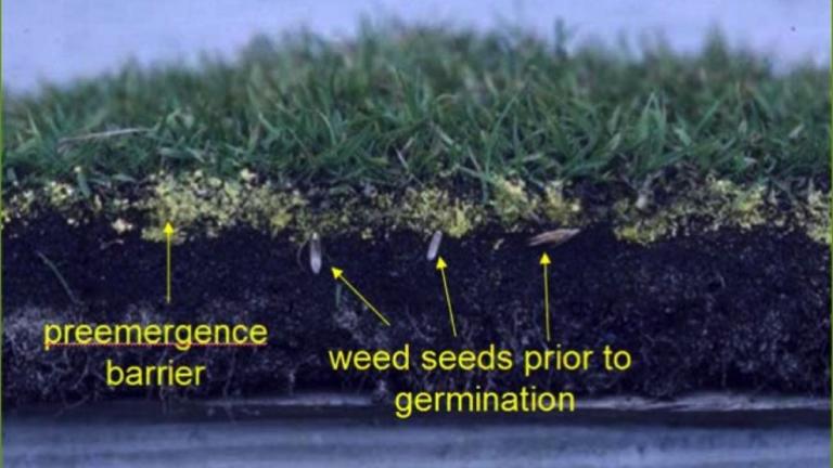 preemergence barrier