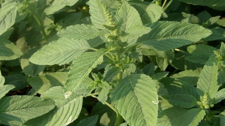 Amaranthus retroflexus