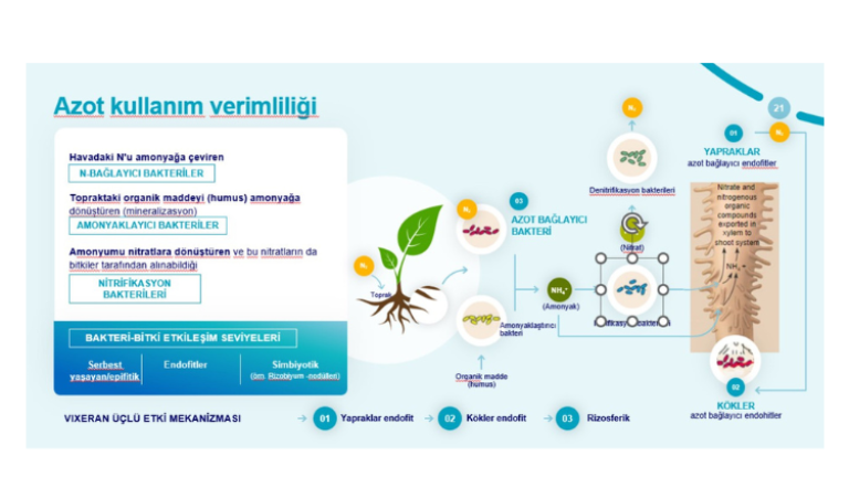 bitkilerde azot kullanım verimliliği