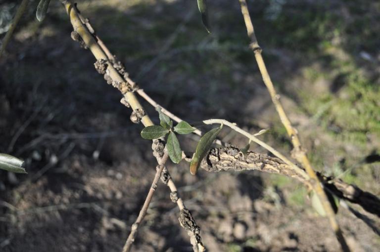 zeytin surgunu yarasi