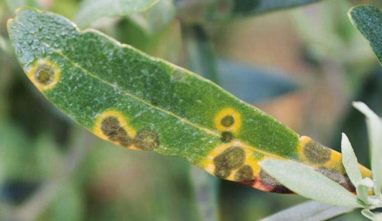 Cycloconium oleaginum
