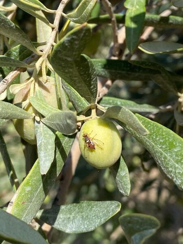 Zeytin sineği 