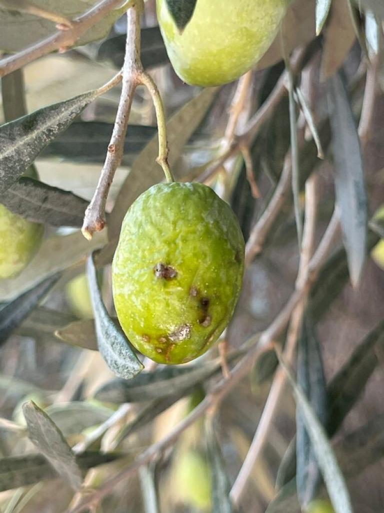 zeytin sinegi yarası