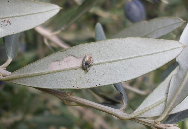 Zeytin Güvesi 