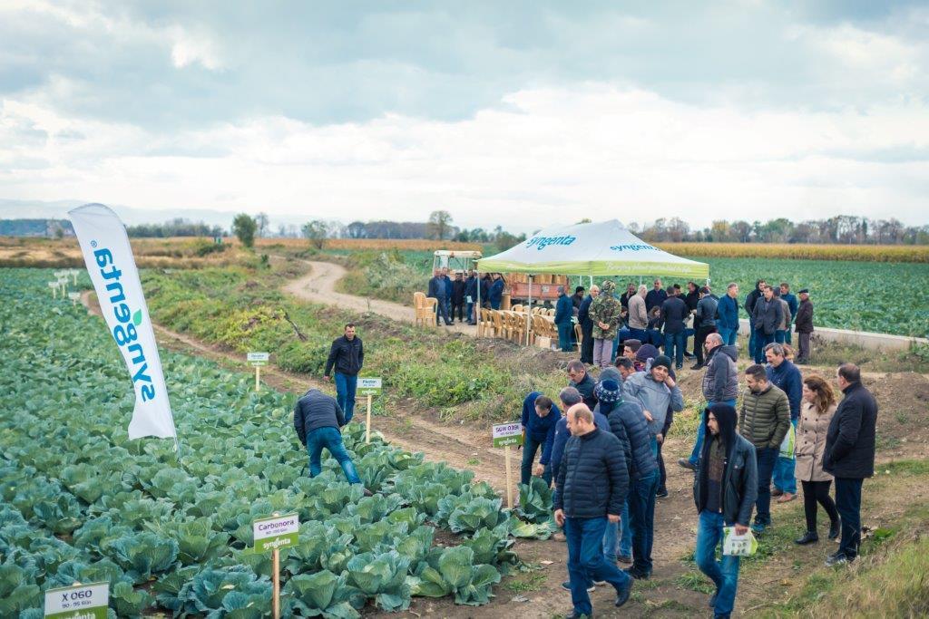Bafra Brassica Day 