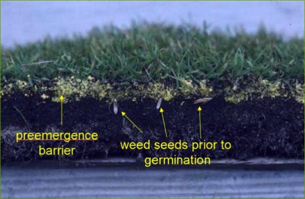 preemergence barrier