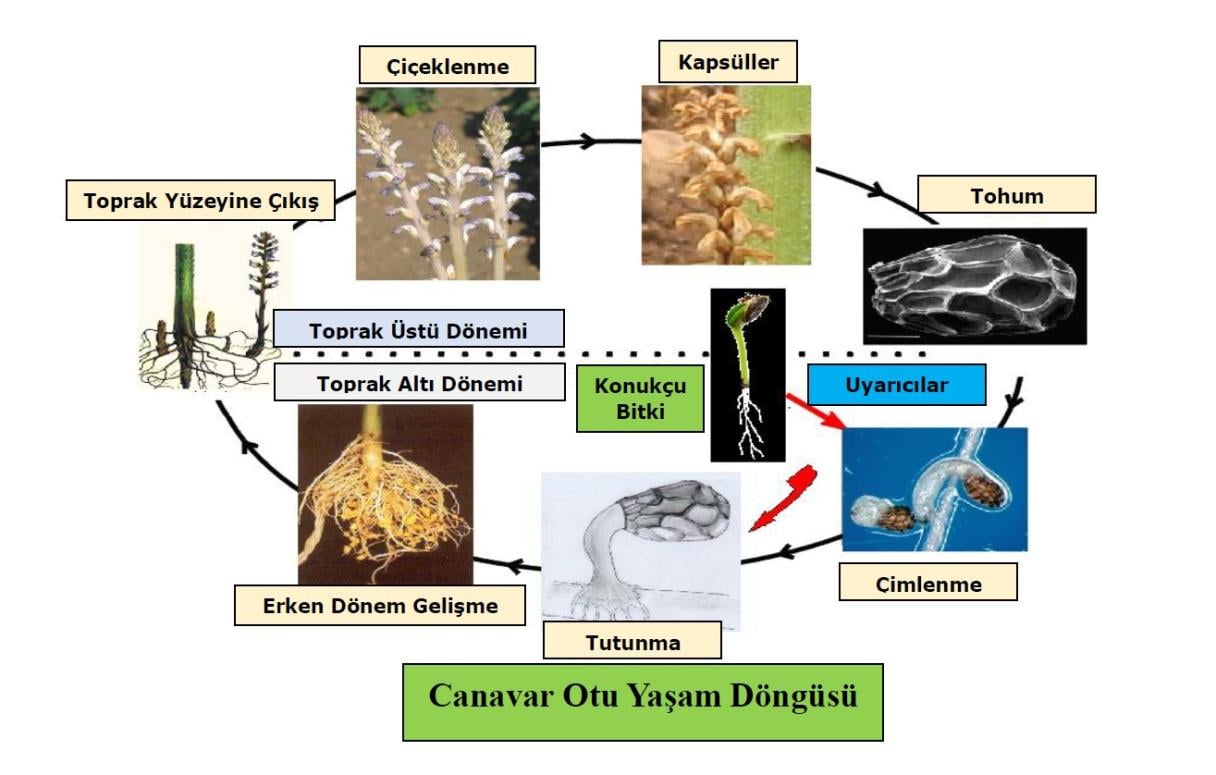 canavarotu yasam döngüsü