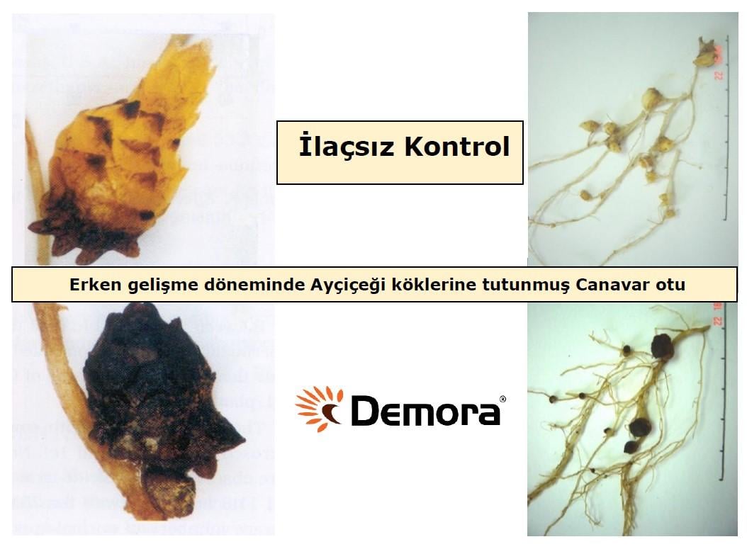 canavar otu erken gelişme dönemi