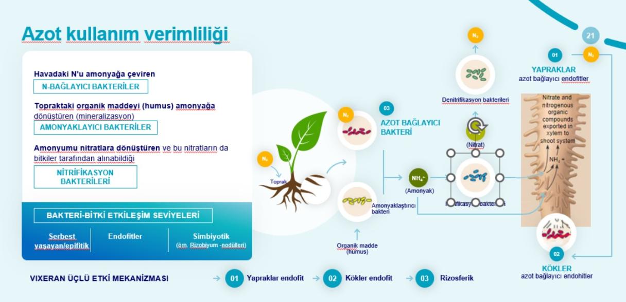 bitkilerde azot verimliliği